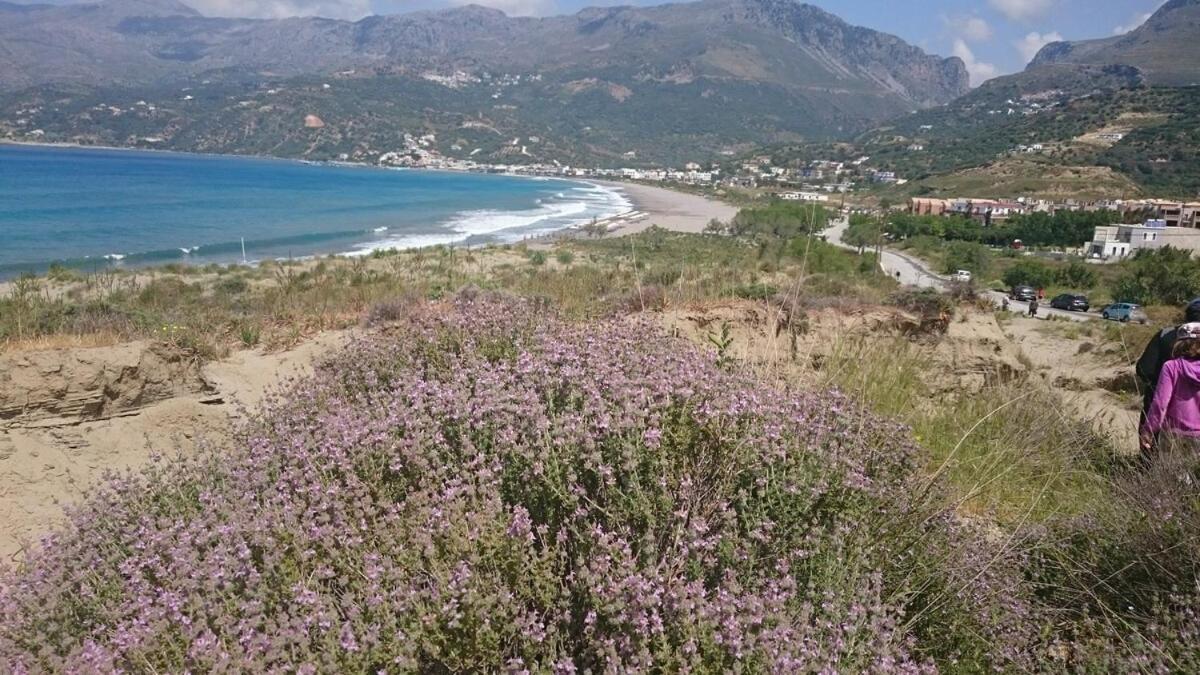 Annamaria Sea Side View Studio- 25M From The Beac Plakias Zewnętrze zdjęcie